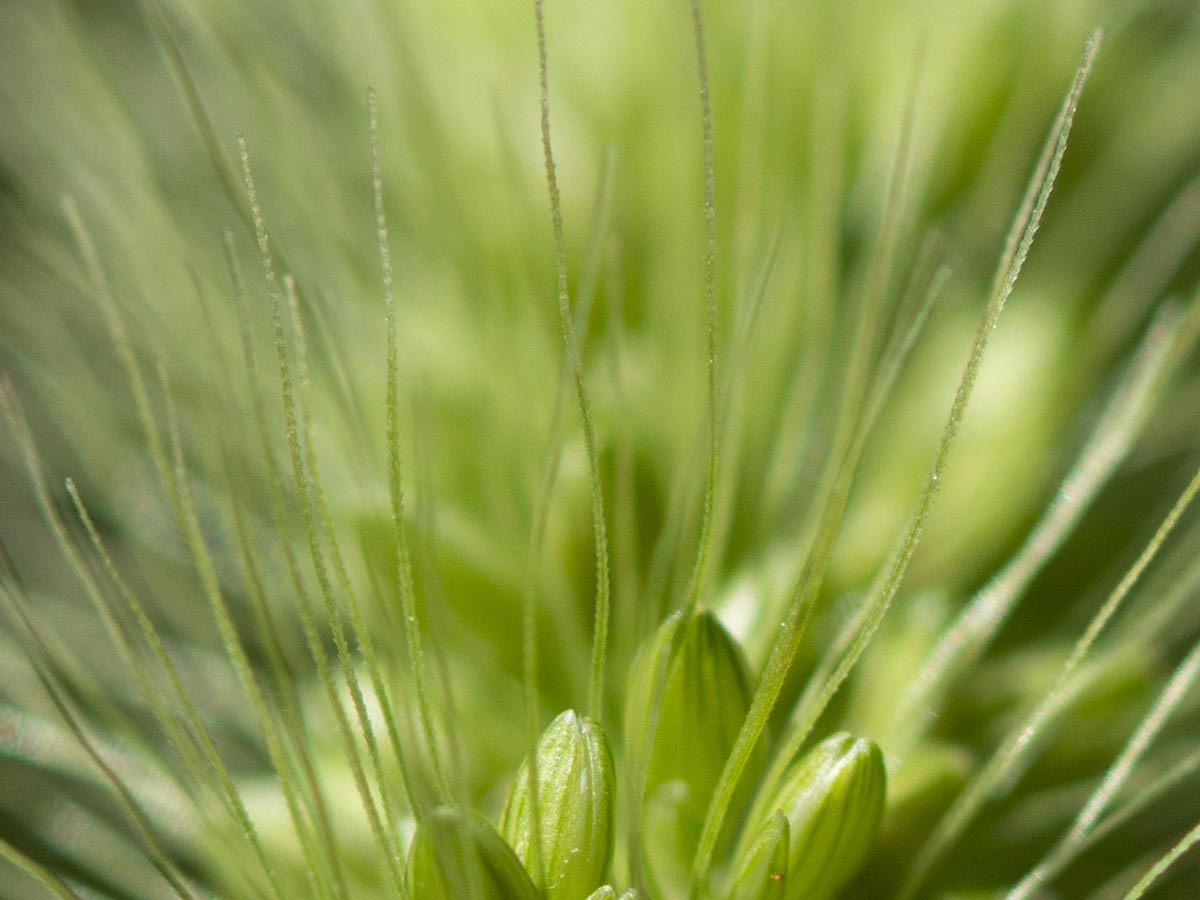 Zähnchen (Stachelhaare) Zähnchen